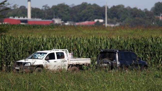 A field of corn has been grown on a farm owned by Western Sydney University as a set for a new Hollywood movie. Picture: Jonathan Ng