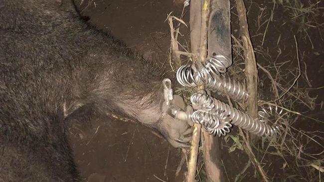 This poor wombat was ensnared by its arm in an illegal, homemade trap in Gruyere. Picture: Waratah Wildlife Shelter