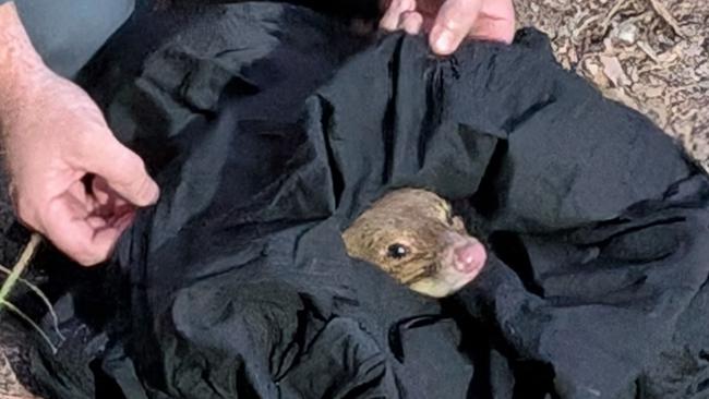 Dr Tim Portas, the RSPCA Queensland Wildlife Veterinary Director, helped the animal make a full recovery (Photo: Department of Environment, Science and Innovation)