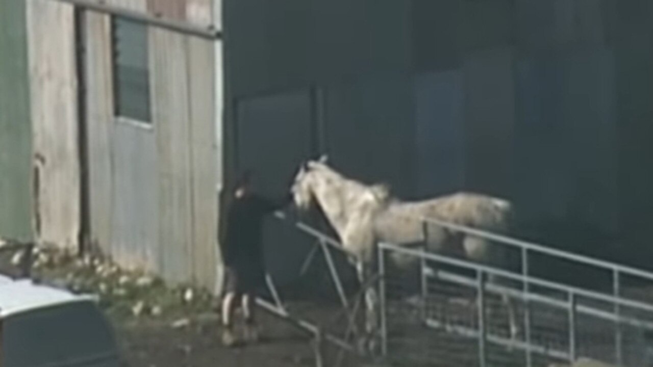 The horse that was struck by a light plane has died. Picture: 7 NEWS