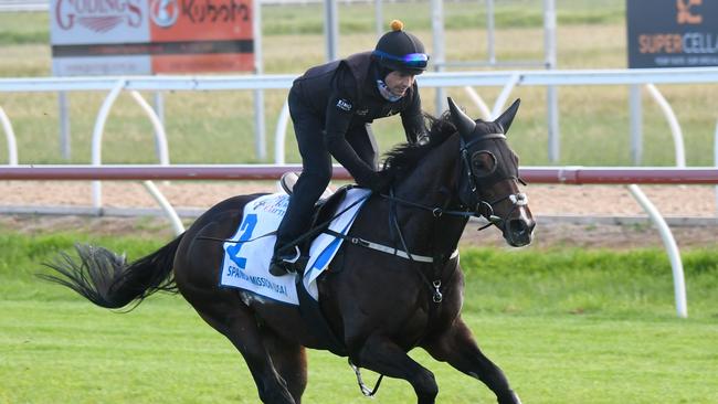 Spanish Mission during trackwork at Werribee last week. Picture: Racing Photos via Getty Images