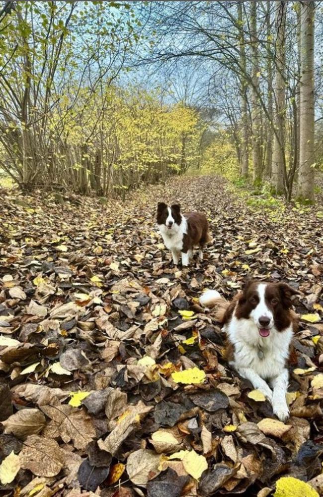 Queen Mary of Denmark shares a new photo of the Danish royal pets Coco and Grace. Picture: Instagram.