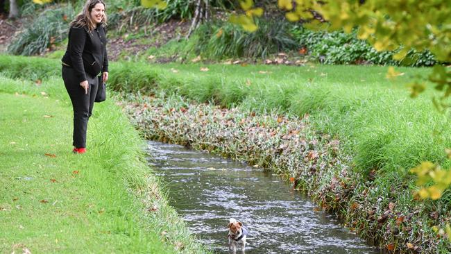 Million Paws Walk at Adelaide Botanic Gardens. Picture: Brenton Edwards