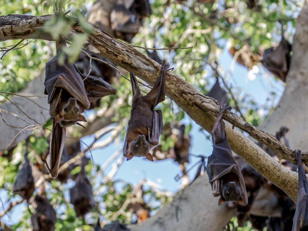 QLD Bats: Southeast Braces For 250k Bat Invasion | The Courier Mail