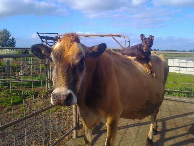 Prime position: For Tully the Kelpie pup, Myra the cow was a great pup sitter. Picture: Sarah Chant