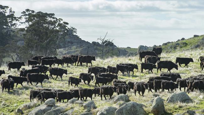 Sam’s regeneration of his soil allows more growth and healthier pasture, which means healthier animals that don’t need supplements or extra feed as they are always moving to a fresh place. Picture: Zoe Phillips