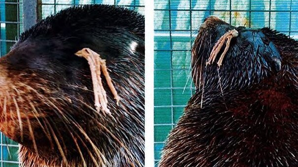 A fur seal found in the Tassal Channel zone with a bean bag deterrent device stuck in its eye in 2019.