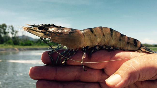 Seafarms’ $1.5b Project Sea Dragon will produce black tiger prawns, mainly for the Asian export market