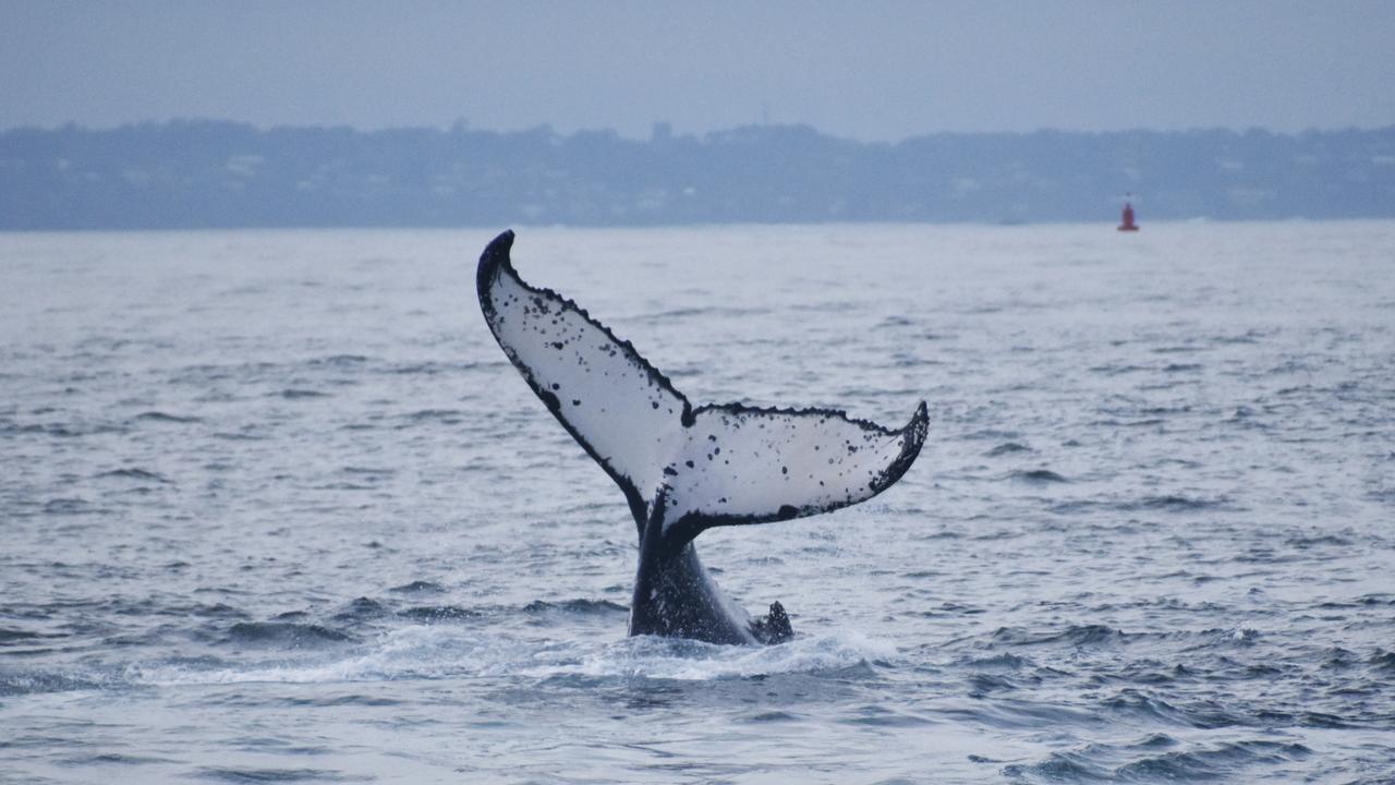 This humpback was photographed off Phillip Island in Victoria. Picture: Wildlife Coast Cruises