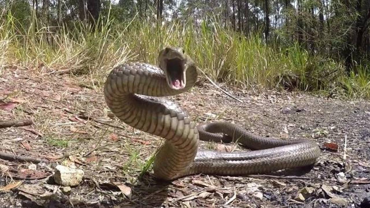 A woman has been taken to hospital after being bitten by a snake this morning. File Photo.