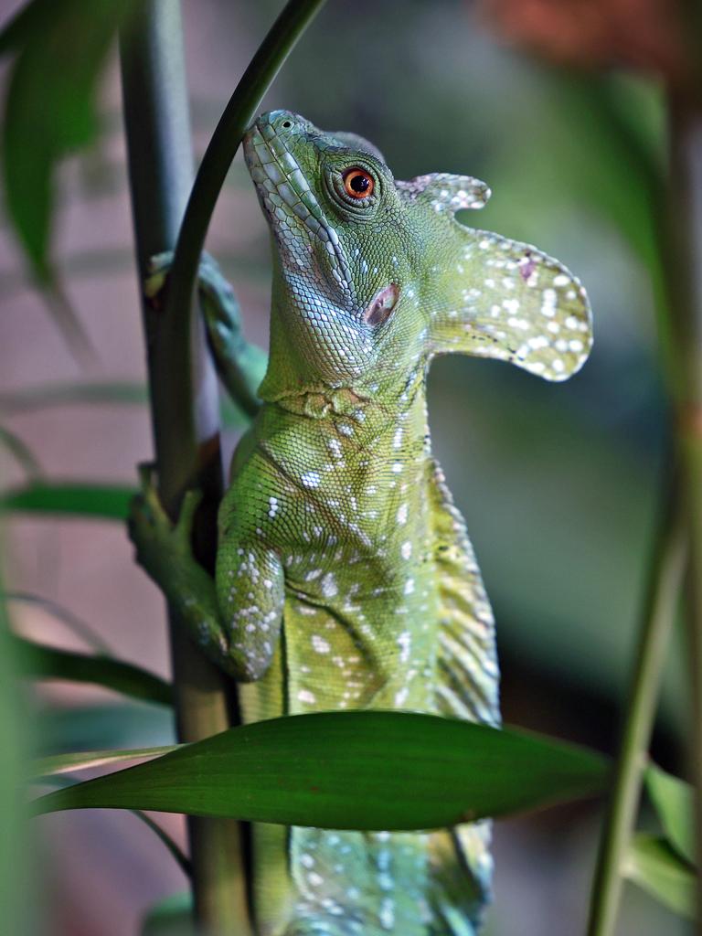 Pictured is a Plumed Basilisk. Picture: Sam Ruttyn