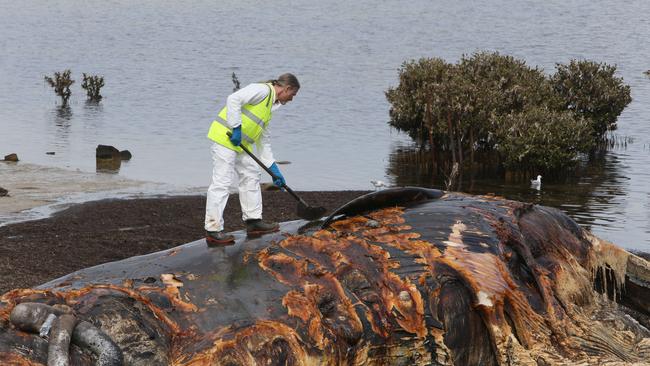 Just breathe and work through it, says SA Museum collections manager David Stemmer as he carves rotting flesh off the whale’s bones. Picture: Emma Brasier