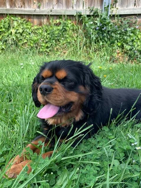 Six-year-old Cavalier King Charles spaniel Porthos before the dog attack. Picture: supplied.