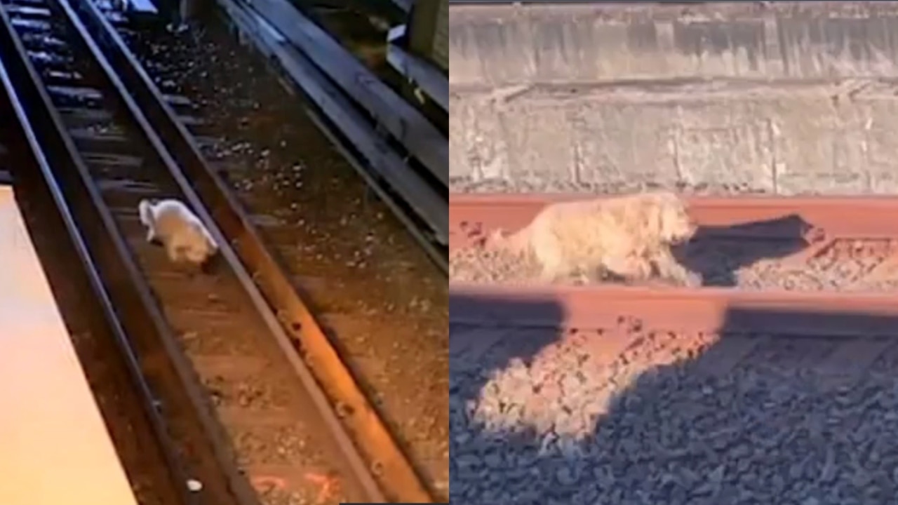 Runaway dog’s adventure causes train delays in Sydney