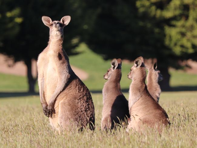 Eastern kangaroos pictured in Hidden Valley, Wallan, one of the state’s top five worst spots for wildlife crashes. Picture: Grace Frost