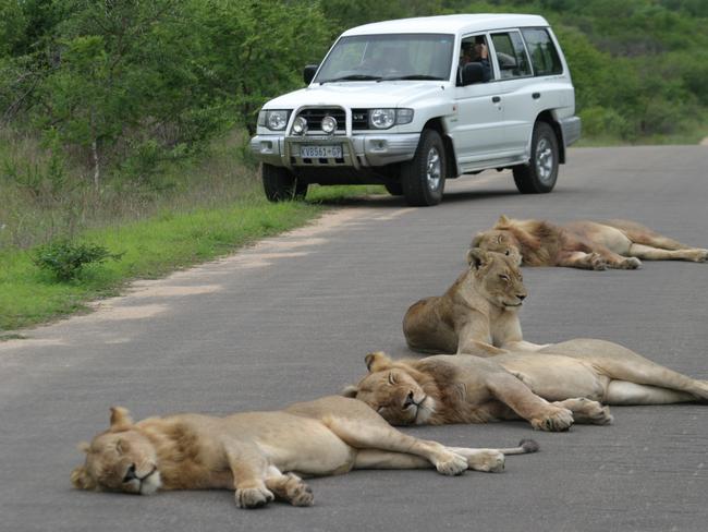 Lions love the tar roads in the Kruger National Parks and occasionally cause traffic jams. Picture: Supplied