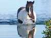 WILD AND FREE: Passing of an icon, the Brooms Head Brumby