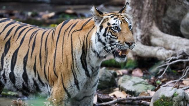 I didn’t need to squint through the binoculars much longer as the tiger got up and revealed herself. Picture: Kate Webster.