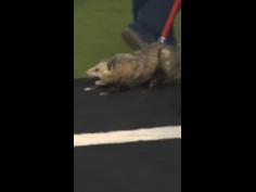 Possum dragged off field after storming football game