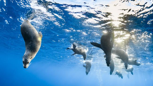 View from Below by Vanessa Torres – Animals in Nature category.