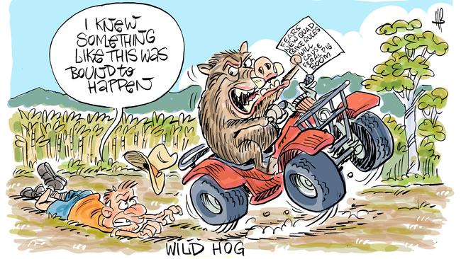 Harry Bruce's take on the possible increase in feral pig numbers as a result of quad bike safety changes. Picture: Harry Bruce