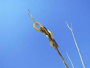 Common tree snake at Bargara. This snake is not related to bite incident.