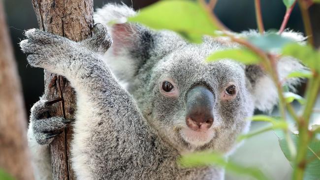 5 ways to protect Macarthur region’s roaming koalas | Daily Telegraph