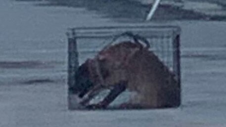 Local resident Kelly took this photo of a Mirvac security contractor's dog in a tiny cage on site on Monday evening.