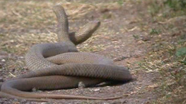 Snake Together