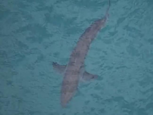 An aerial view of the shark involved in the fatal attack at Kingscliff. Picture: 7 News