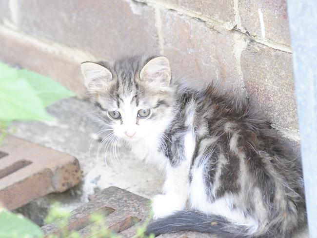 Urban feral cat problem in Telopea. Feral cats pictured at the back of shops at Benaud place, Telopea.