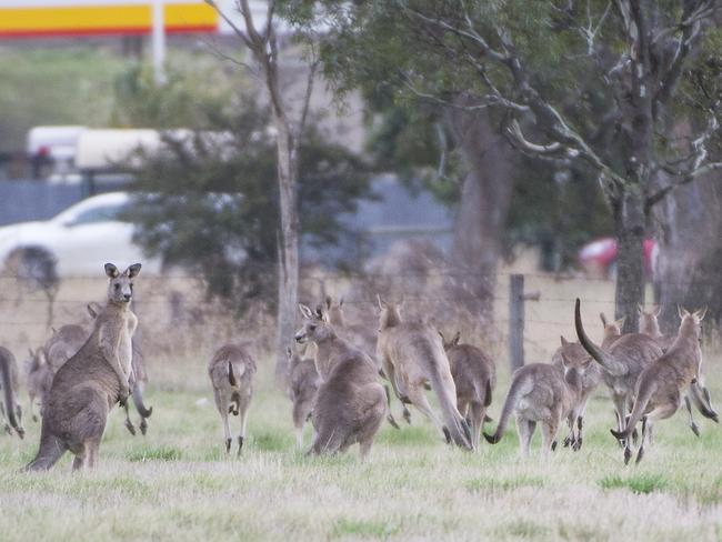 Some of the kangaroos due to be relocated to Plenty Gorge.