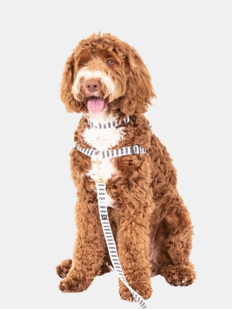 Mog & Bone Harness. Picture: THE ICONIC.