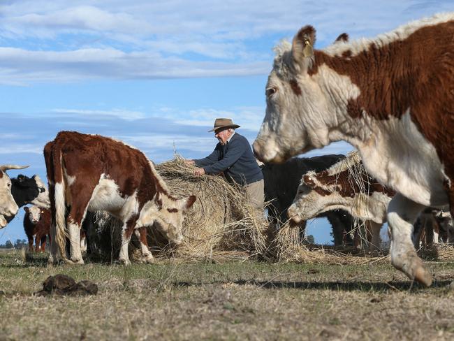 Farmers in east Gippsland have been forced to buy hay and hand feed their stock after 12 months of low rainfall Picture: Ian Currie