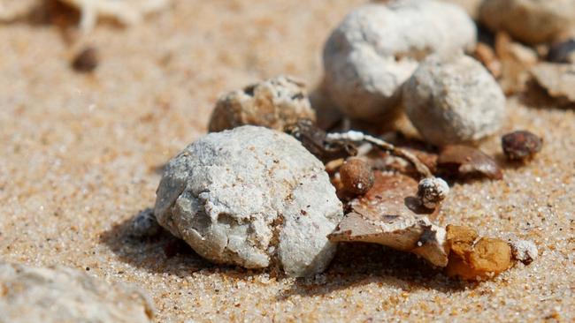 The balls were found on multiple beaches, including at Dee Why. Picture: NewsWire / Nikki Short