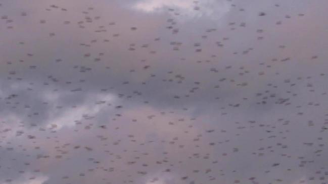 Thousands of bats swarm Eungella 