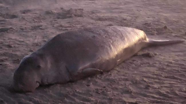 A dugong washed up on Kinka Beach, Yeppoon, on August 20. Photos Darryn Nufer.