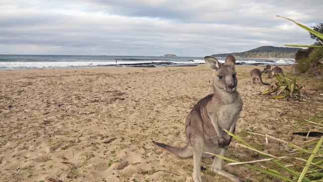 Kangaroos seen at Pebbly Beach along the Murramarang South Coast Walk. Picture: DPE NSW via NCA NewsWire