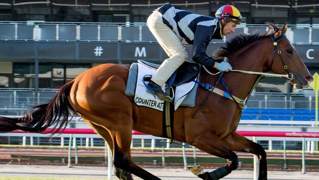 Counterattack had a look around Flemington on Tuesday. Picture: Jay Town