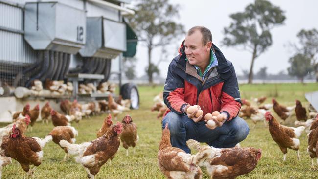 Sam Pincott among some of his 10,000 hens at Holbrook Paddock Eggs, Holbrook. Picture: Dannika Bonser