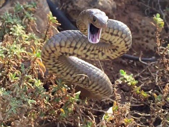 This tiger snake was found in Werribee by snake catcher Adam Sapiano.