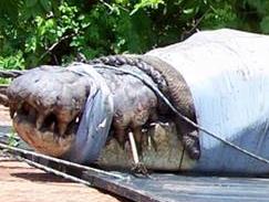 Outback Wrangler Matt Wright has caught the second biggest croc on record in Australia