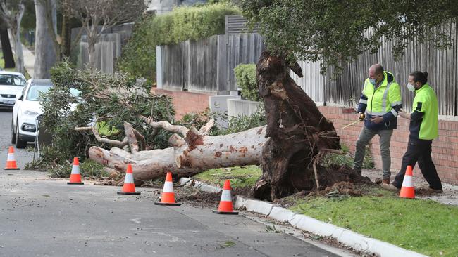 Council workers examine a large tree on Hawthorn Rd where a young boy was killed. Picture: David Crosling