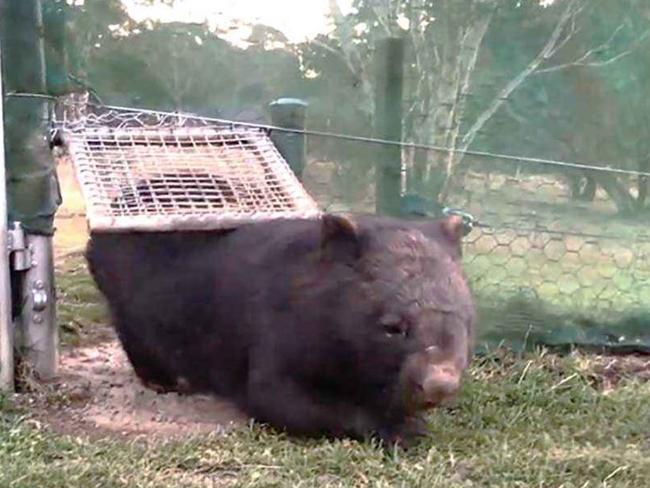 Swing gates can help prevent damage to fences and allow wombat access to their feeding grounds. Picture: supplied