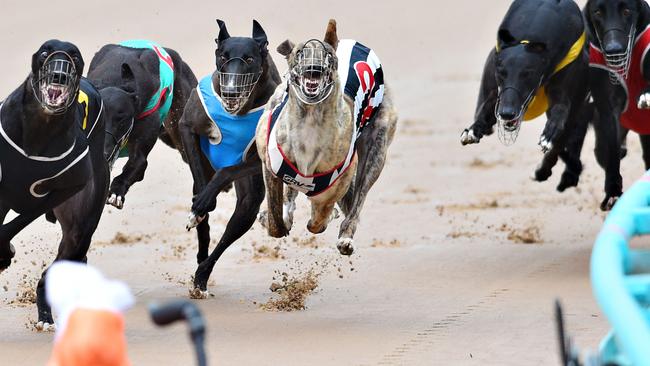 Greyhound racing welfare changes anger owners, breeders | Herald Sun