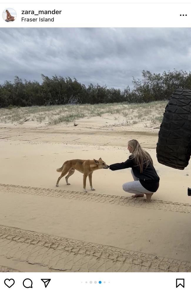 Queensland influencer Zara Mander faces criticism for an irresponsible social media post involving a wild dingo on K’gari (formerly Fraser Island).