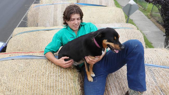 Angus Hawkes, with Tilly, on top of the bails of hay in the Need for Feed convoy. Picture: Alex Coppel