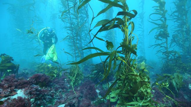 Tasmanian kelp forests are faring worse than rest of the world, study ...