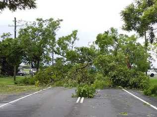 Trees brought down power lines down in Dobie St, Grafton after a storm cell swept through the city on Thursday, 23rd January, 2020. Picture: Karen Browning