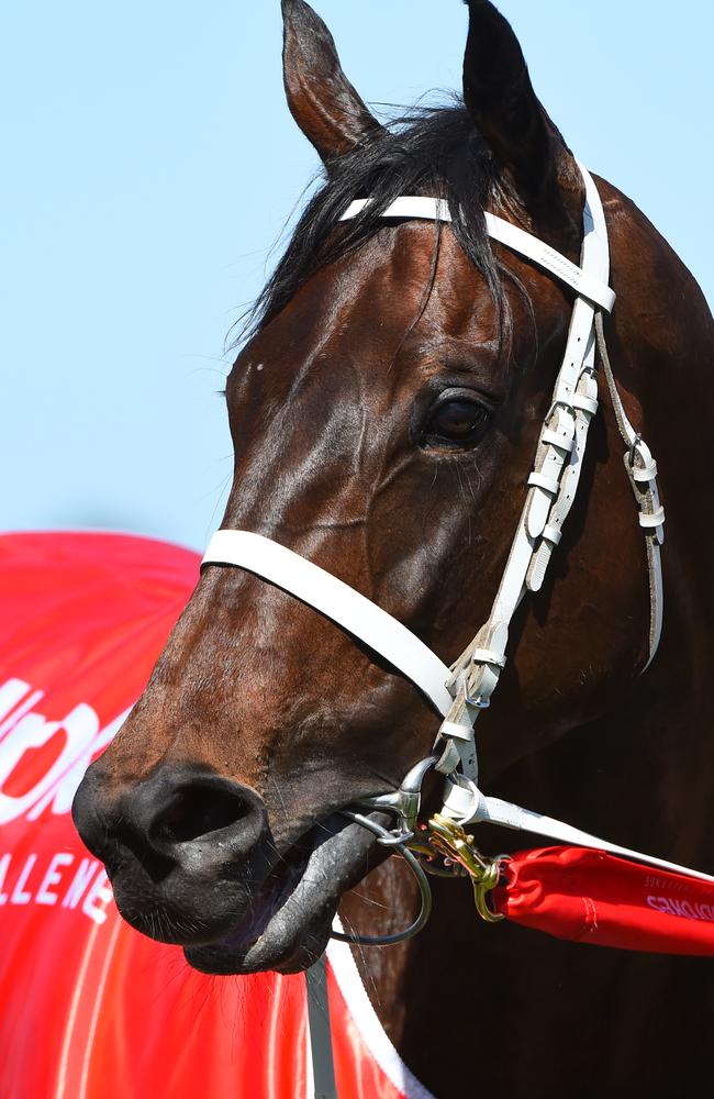 Yes, I know, I’m the best: Winx after winning the Caulfield Stakes. Picture: Getty Images
